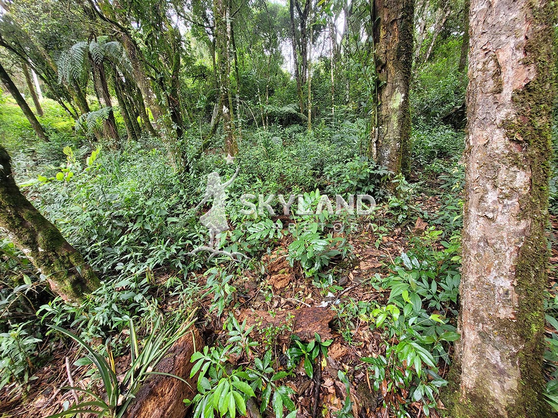 TR2603196 Terreno Monte Verde 3